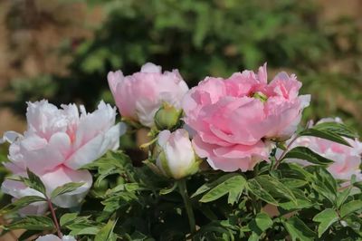 合澗鎮 洪谷牡丹香滿園，芍藥爭艷春意濃