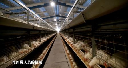 疫情當前，家禽養殖防病指南 筑牢生物安全防線