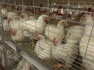 鑫眾農牧 年出欄肉雞600萬羽，產業鏈深度合作驅動降本增效