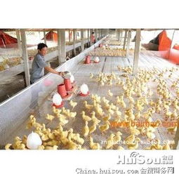 佛山市塑料養(yǎng)殖網(wǎng)價(jià)格解析 從塑料平網(wǎng)到養(yǎng)雞網(wǎng)養(yǎng)鴨網(wǎng)的批發(fā)選購指南