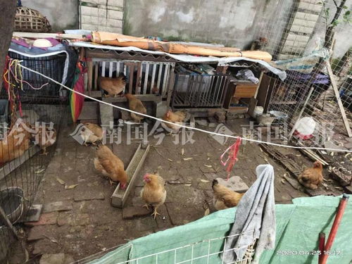 小區(qū)藏匿300多只雞？！城管街道聯(lián)合出擊還居民寧靜生活
