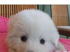 深圳純種大白熊幼犬轉(zhuǎn)讓，精心養(yǎng)育公母可選