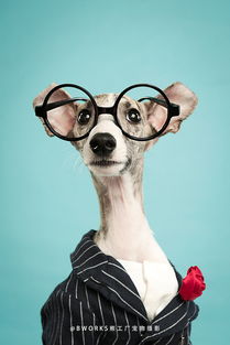 熊工廠寵物攝影 在站酷ZCOOL遇見大白的萌熊世界