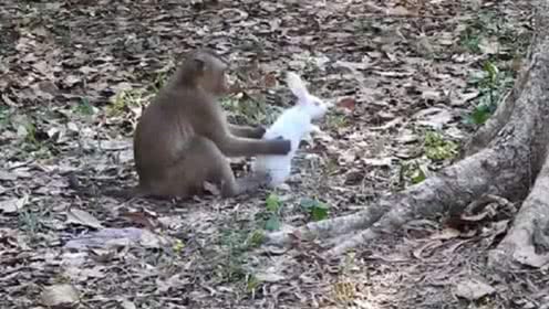 寵物大白的個人頻道 從萌寵日常到科學(xué)養(yǎng)護(hù)的全方位指南