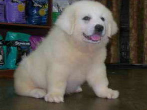 大型犬品種與大白熊犬介紹