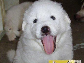 CKU精品大白熊犬 天津基地實(shí)地選購，安心帶回家
