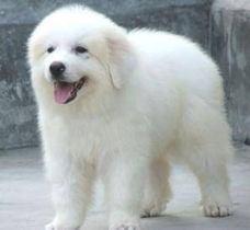 無錫大白熊犬購買指南 渠道、價(jià)格與健康須知